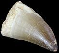 Large Mosasaur (Prognathodon) Tooth #61152-1